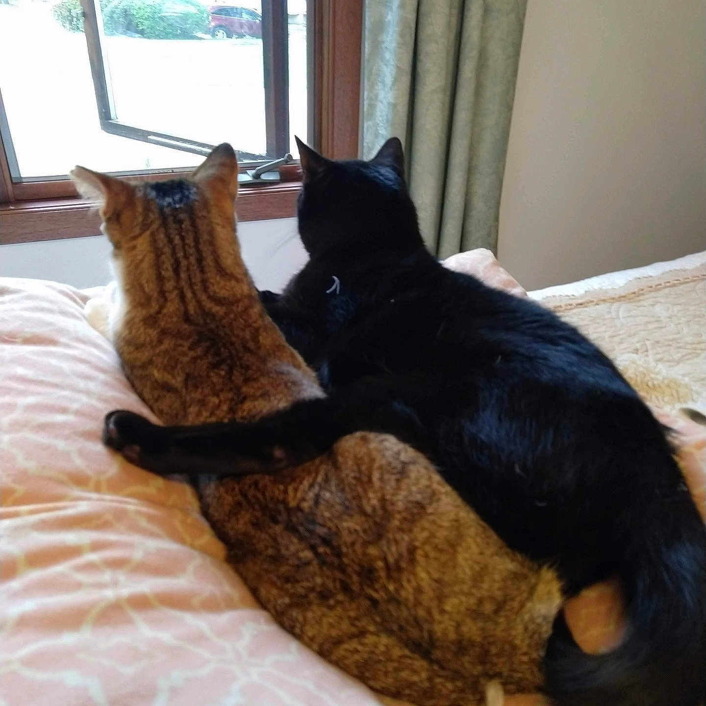 Tootsie And Goober joined the competition — help win amazing prizes! animal, bed, black_cat, blanket, cat, companionship, cozy, cuddling, curtain, ears, feline, fur, indoors, pets, relaxing, resting, sleepy, tabby_cat, tail, window