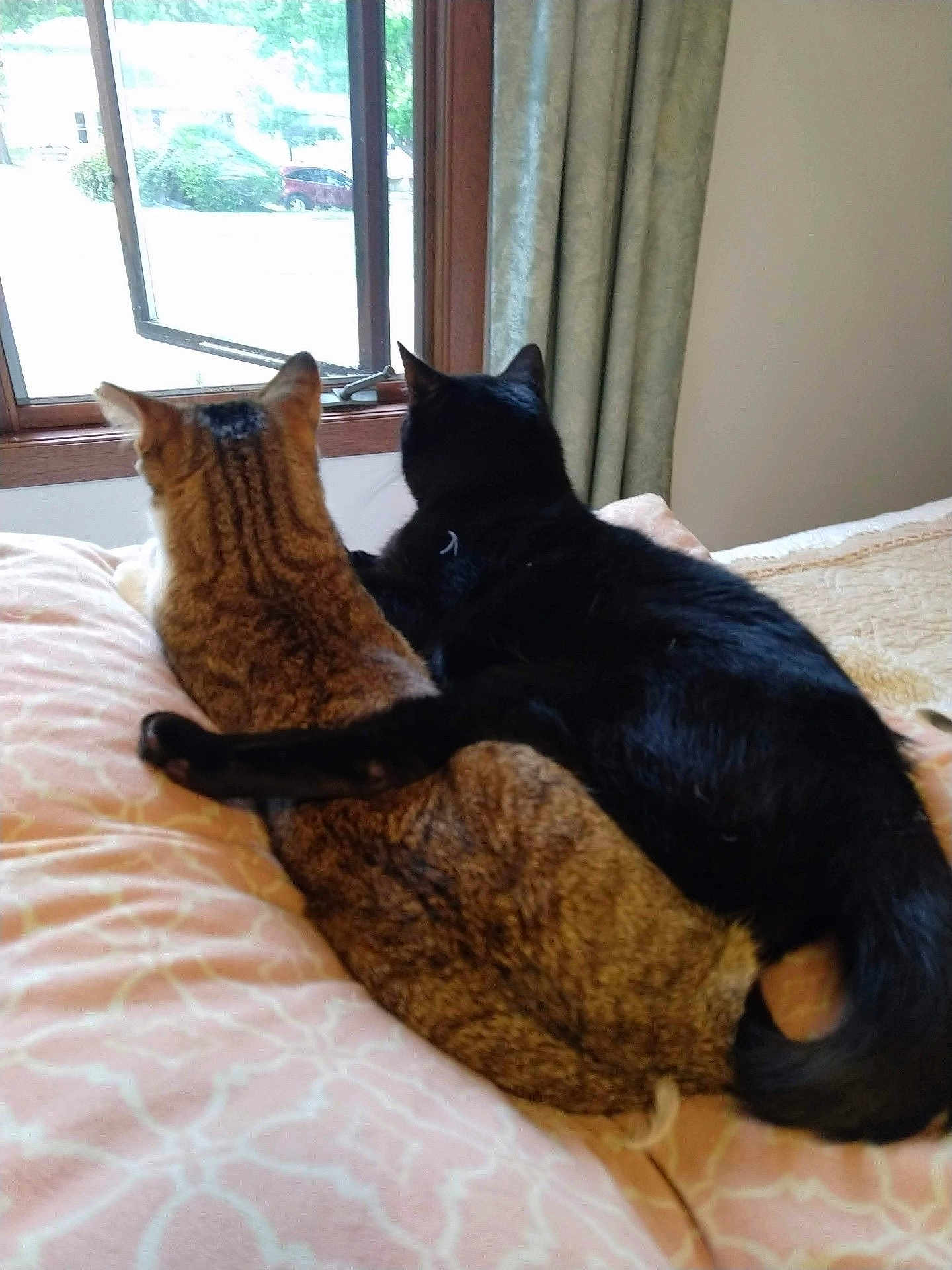 Tootsie And Goober joined the competition — help win amazing prizes! cat, tabby_cat, black_cat, bed, blanket, window, curtain, pets, animal, feline, cozy, cuddling, indoors, resting, fur, tail, ears, sleepy, companionship, relaxing