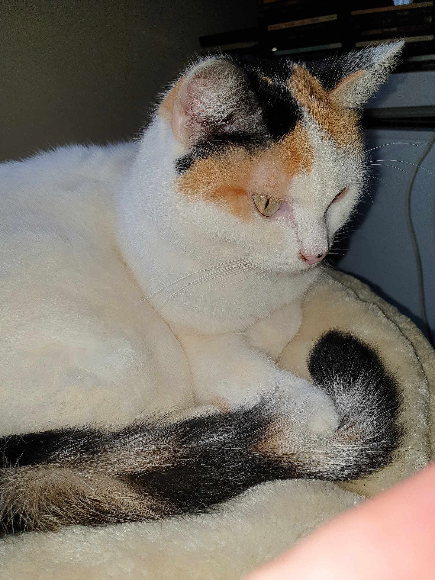 Ninette participe au concours pour gagner de l'argent avec cette photo : animal, blanket, calico, cat, closeup, companion, cozy, cute, domestic, feline, fur, indoor, paw, pet, relaxed, resting, sleepy, soft, tail, whiskers