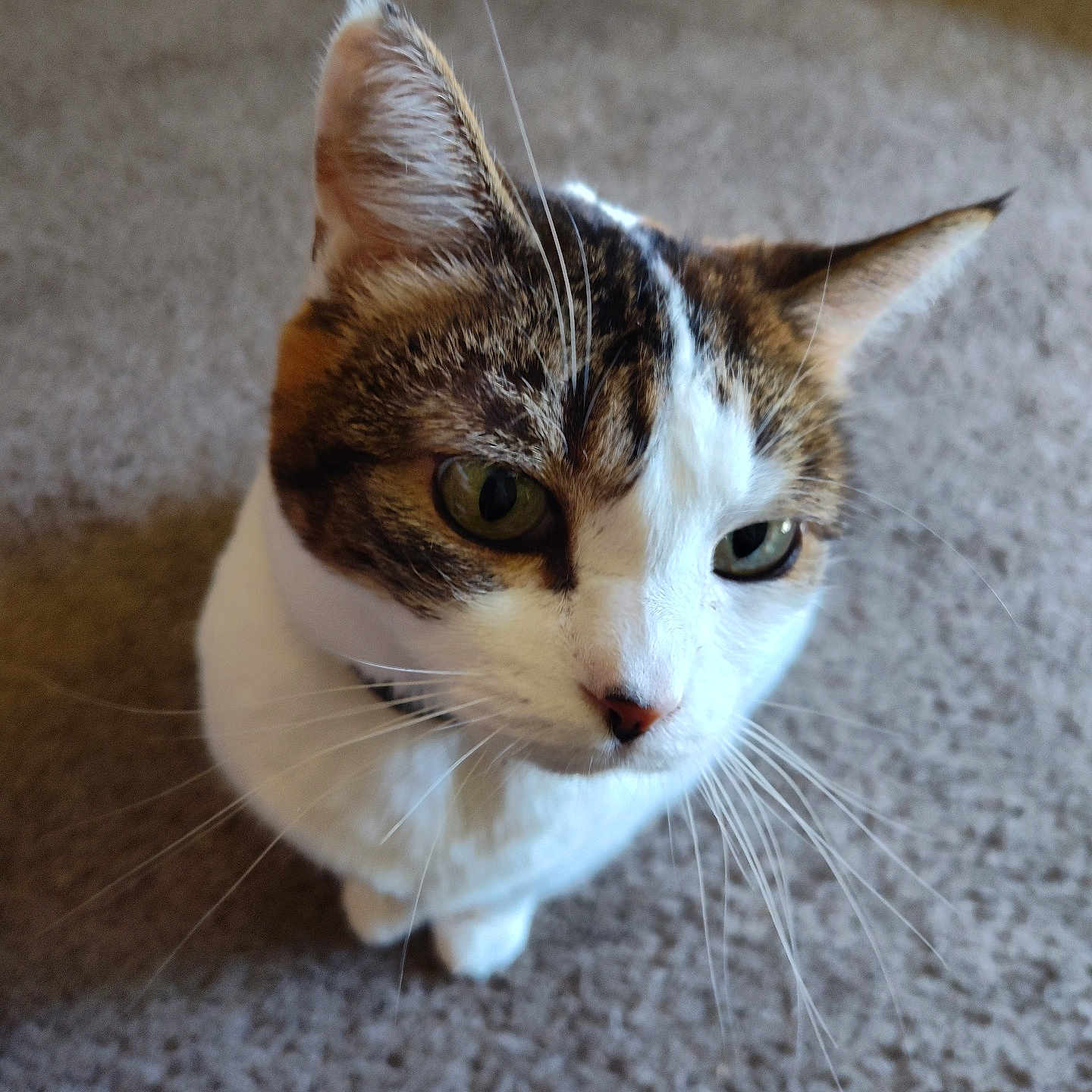 Queen Tt joined the competition — help win amazing prizes! animal, background_blur, brown_fur, carpet, cat, close_up, collar, curious, domestic, ears, feline, floor, fur, green_eyes, indoor, nose, pet, tabby, whiskers, white_fur