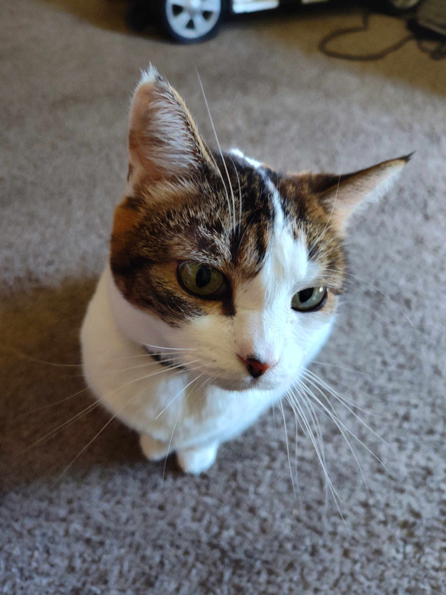 Queen Tt joined the competition — help win amazing prizes! cat, animal, pet, whiskers, green_eyes, fur, carpet, indoor, close_up, curious, tabby, white_fur, brown_fur, ears, nose, collar, floor, background_blur, domestic, feline