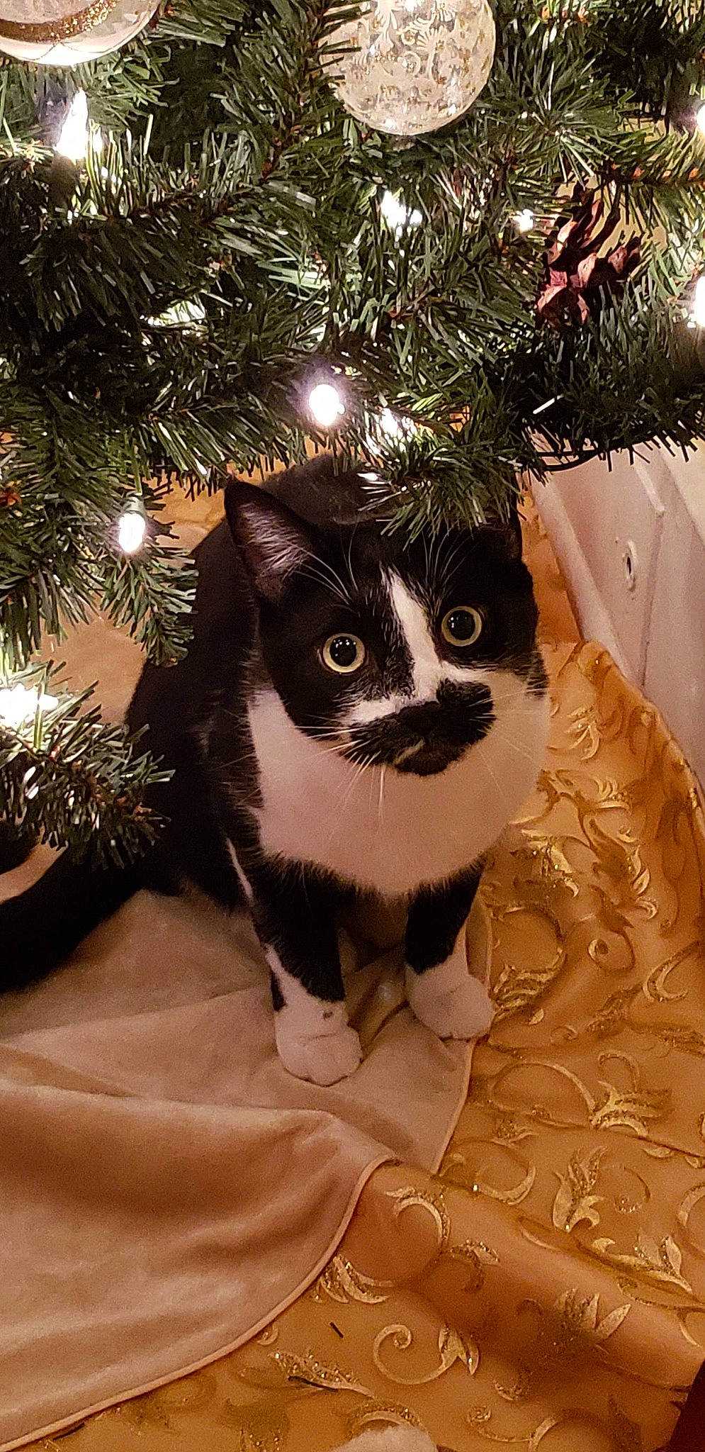 Hawkeye joined the competition — help win amazing prizes! american_wirehair, branch, carnivore, cat, christmas, christmas_decoration, christmas_ornament, christmas_tree, conifer, domestic_short_haired_cat, felidae, fur, interior_design, plant, small_to_medium_sized_cats, snout, tail, tree, whiskers, woody_plant