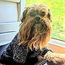 dog, pet, window, sweater, fur, beard, indoor, portrait, animal, cozy, curious, cute, paw, light, green, background, closeup, face, canine, furry