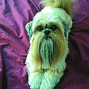 Finot participe au concours pour gagner de l'argent avec cette photo : dog, pet, shih_tzu, fur, beard, tail, blanket, purple, indoor, cute, animal, lying_down, looking_up, cozy, companion, fluffy, small_dog, mammal, domestic_animal, resting