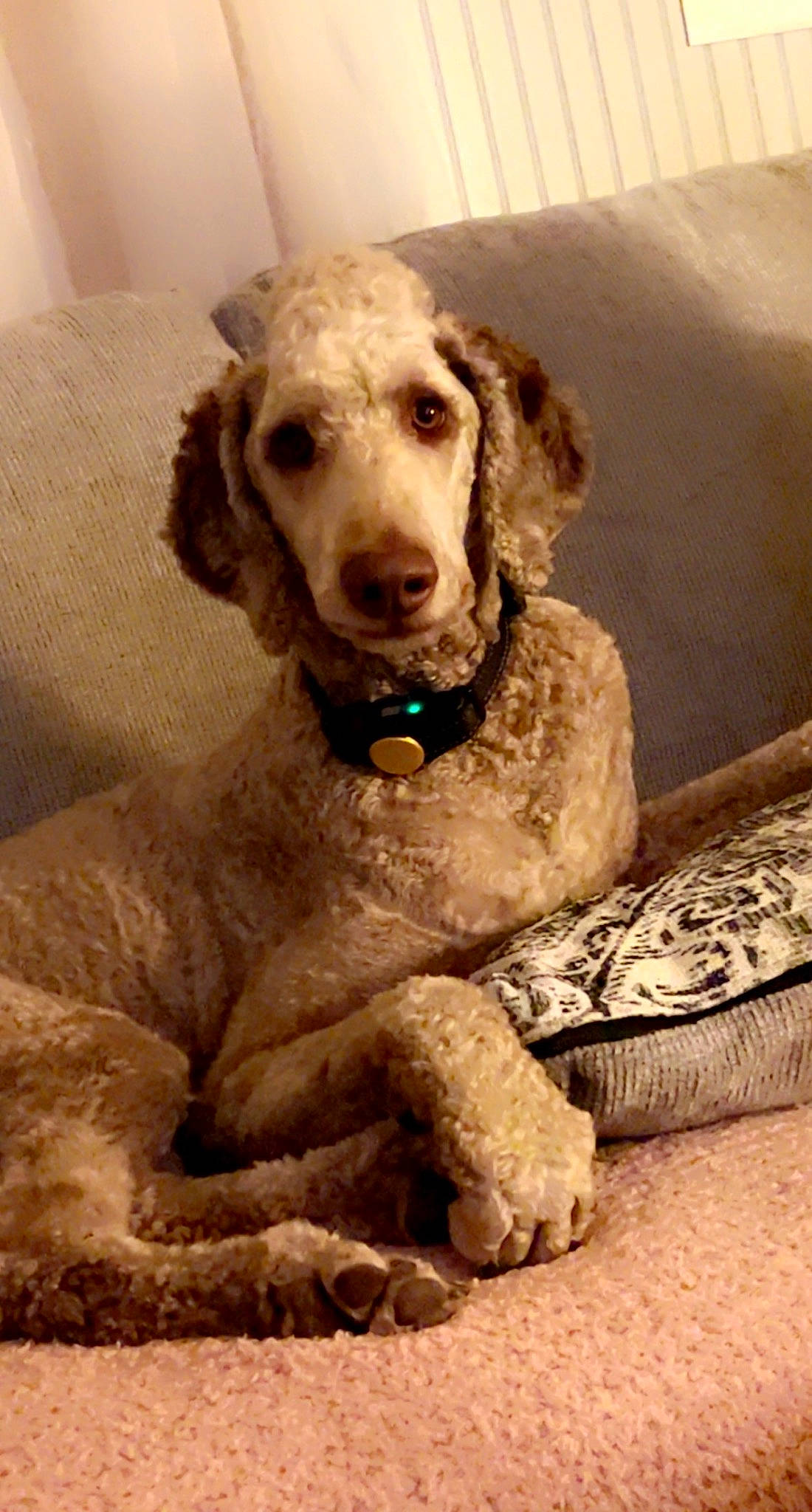 Carl is registered to the contest to win money with this photo: canidae, carnivore, companion_dog, dog, dog_breed, dog_collar, ear, fawn, fur, hunting_dog, liver, pet_supply, sporting_group, wood, working_animal