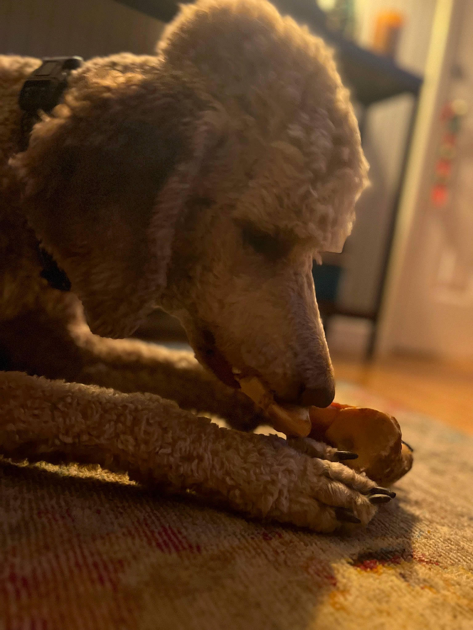 Carl joined the competition — help win amazing prizes! canidae, carnivore, companion_dog, dog, dog_breed, fawn, flooring, fur, pet_supply, poodle, snout, sporting_group, standard_poodle, tail, terrestrial_animal, tints_and_shades, toy_dog, water_dog, wood, working_animal