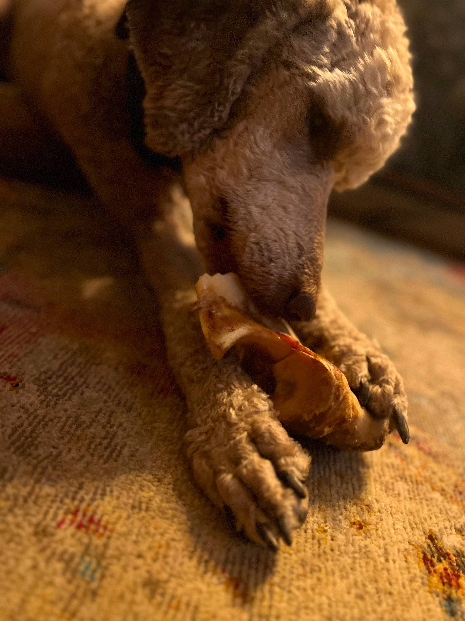 Carl joined the competition — help win amazing prizes! canidae, carnivore, close_up, companion_dog, dog, dog_breed, fawn, felidae, gesture, human_leg, leg, nail, paw, plant, snout, sporting_group, tail, terrestrial_animal, wood, working_animal