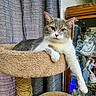animal, carpeted_surface, cat, cat_tree, curtains, domestic_cat, furniture, glass_cabinet, gray_cat, household, indoor, paw, pet, porcelain_figures, portrait, relaxed, resting, whiskers, white_cat, yellow_eyes