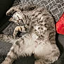 cat, gray_tabby, fluffy_fur, relaxed, stretching, paws, belly, green_eyes, whiskers, blanket, gray_blanket, textured_blanket, couch, red_pillow, gold_accents, indoor, pet, feline, cute, cozy