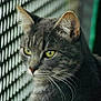 cat, gray_tabby, close_up, yellow_eyes, whiskers, fence, outdoor, animal, pet, portrait, fur, ears, face, looking_away, daylight, nature, domestic_cat, mammal, quiet, calm
