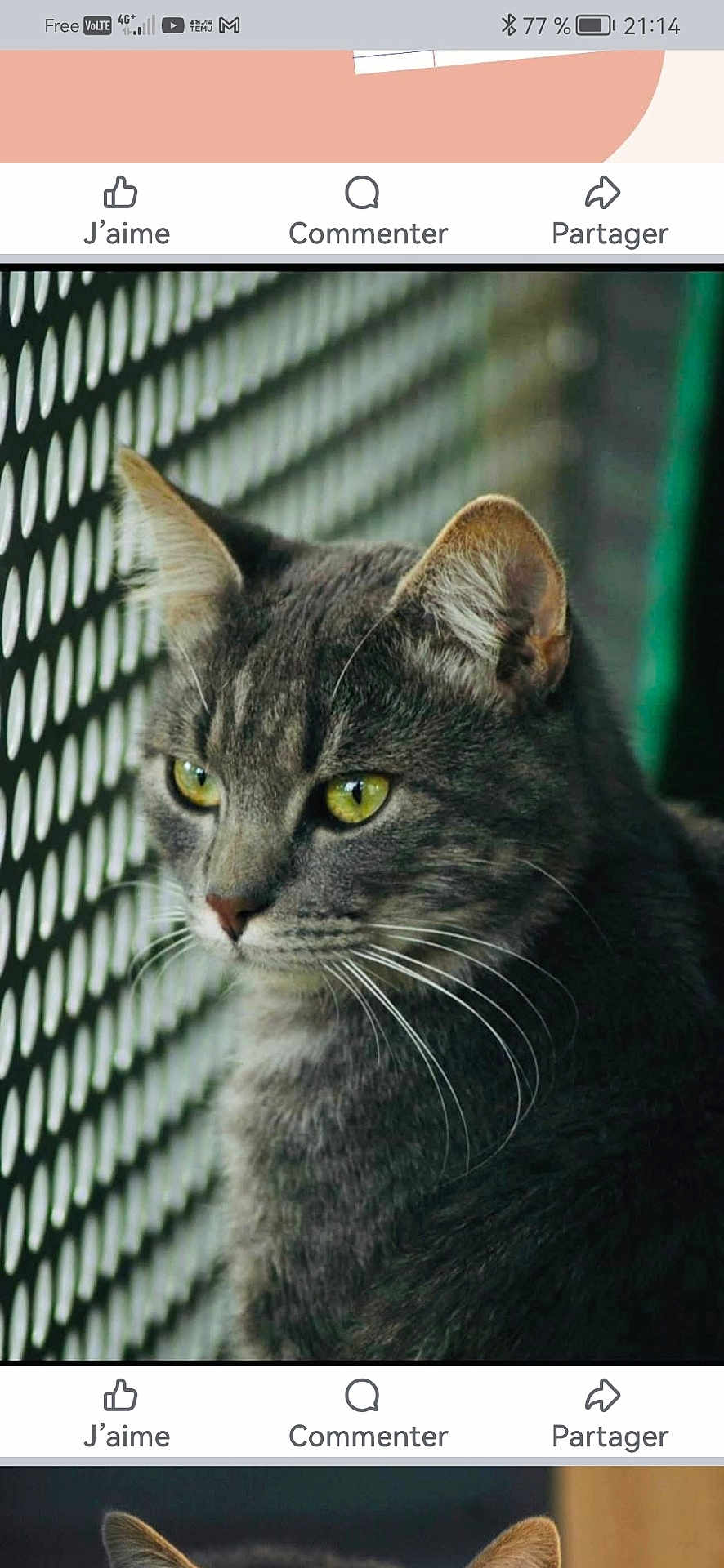 Milo a rejoint le concours — aidez-le/la à gagner de superbes lots ! cat, gray_tabby, close_up, yellow_eyes, whiskers, fence, outdoor, animal, pet, portrait, fur, ears, face, looking_away, daylight, nature, domestic_cat, mammal, quiet, calm