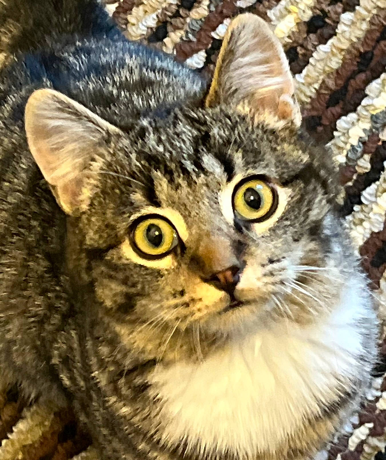 Scooter is registered to the contest to win money with this photo: carnivore, cat, claw, close_up, domestic_short_haired_cat, felidae, fur, grass, paw, photo_caption, photography, small_to_medium_sized_cats, snout, terrestrial_animal, tree, whiskers, wildlife