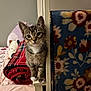 cat, kitten, tabby, bed, blanket, pillow, indoor, curious, pet, feline, striped, white_paws, cozy, soft_furniture, resting_place, cute, young_animal, animal, domestic_pet, furniture