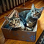 cat, tabby_cat, cardboard_box, wooden_floor, radiator, indoor, pet, feline, two_animals, curious, looking_up, whiskers, ears, fur, domestic_animal, cozy, home, flooring, resting, cute