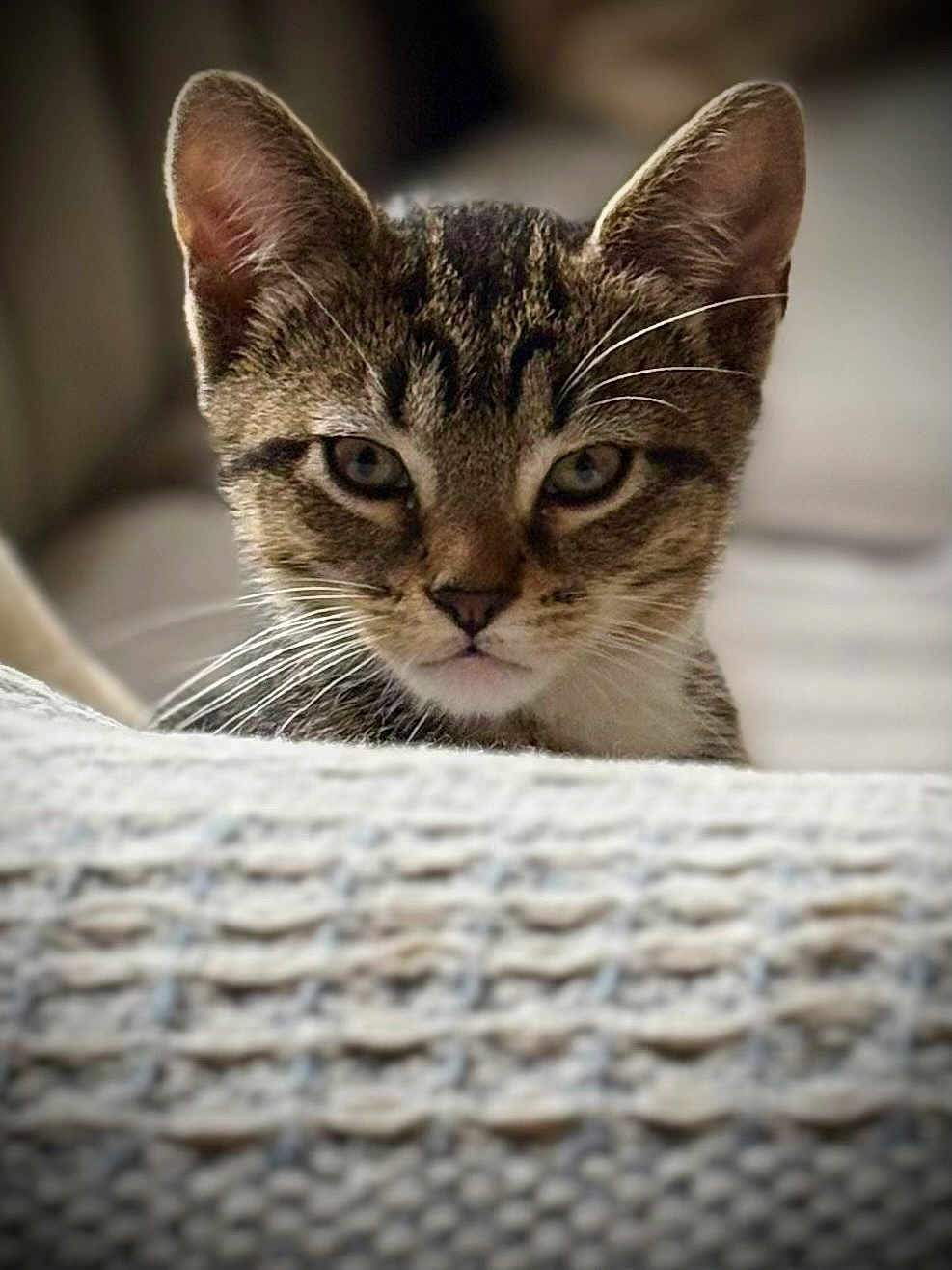 Mookie