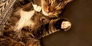 Mookie is registered to the contest to win money with this photo: cat, tabby, sleeping, pet, feline, cozy, paws, whiskers, fur, relaxed, indoor, blanket, texture, closeup, cute, animal, mammal, resting, soft, domestic