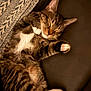 cat, tabby, sleeping, pet, feline, cozy, paws, whiskers, fur, relaxed, indoor, blanket, texture, closeup, cute, animal, mammal, resting, soft, domestic