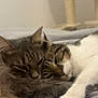 cat, tabby_cat, sleeping, bed, cozy, feline, pet, animal, indoor, closeup, resting, fur, whiskers, cute, two_animals, soft, relaxed, companionship, laying_down, domestic_animal
