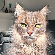 Sharko a rejoint le concours — aidez-le/la à gagner de superbes lots ! cat, fluffy, fur, yellow_eyes, close_up, indoor, sunlight, portrait, pet, whiskers, animal, feline, cute, domestic_cat, muzzle, ears, nose, expression, long_hair, sitting