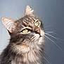Sharko participe au concours pour gagner de l'argent avec cette photo : cat, fluffy, green_eyes, whiskers, portrait, close_up, feline, pet, domestic_animal, gray_background, soft_light, long_fur, cute, animal, mammal, indoor, curious, beautiful, calm, focused
