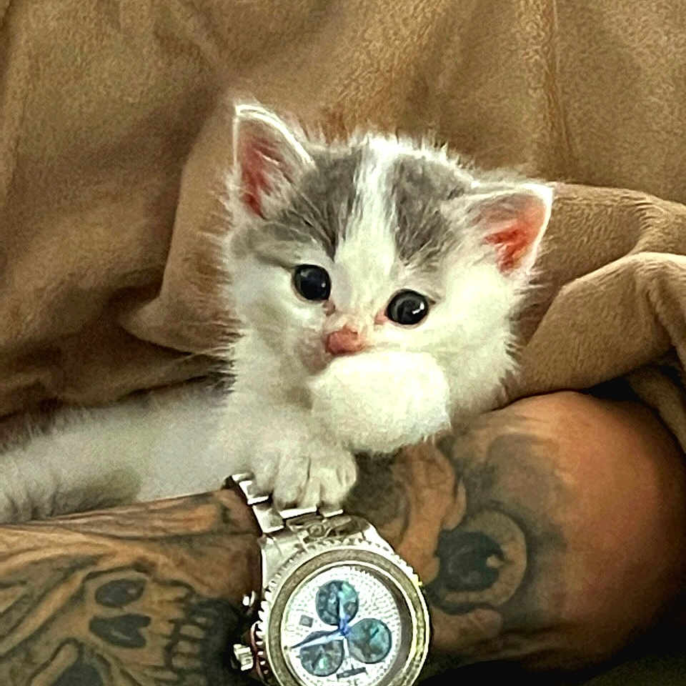 Willow is registered to the contest to win money with this photo: animal, arm, cat, claw, closeup, cute, fur, gray, hand, indoor, kitten, paw, pet, resting, small, soft, tattoo, timepiece, watch, white