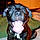 Daisy Mae