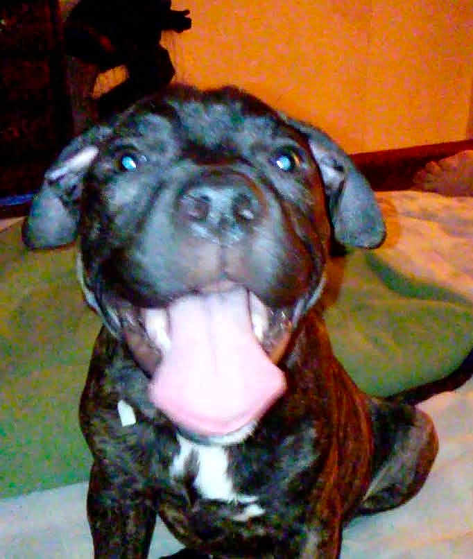 Daisy Mae joined the competition — help win amazing prizes! dog, black_dog, tongue_out, indoor, bed, blanket, happy, pet, canine, animal, fur, sitting, close_up, mouth_open, ears, nose, domestic_animal, friendly, companion, cute