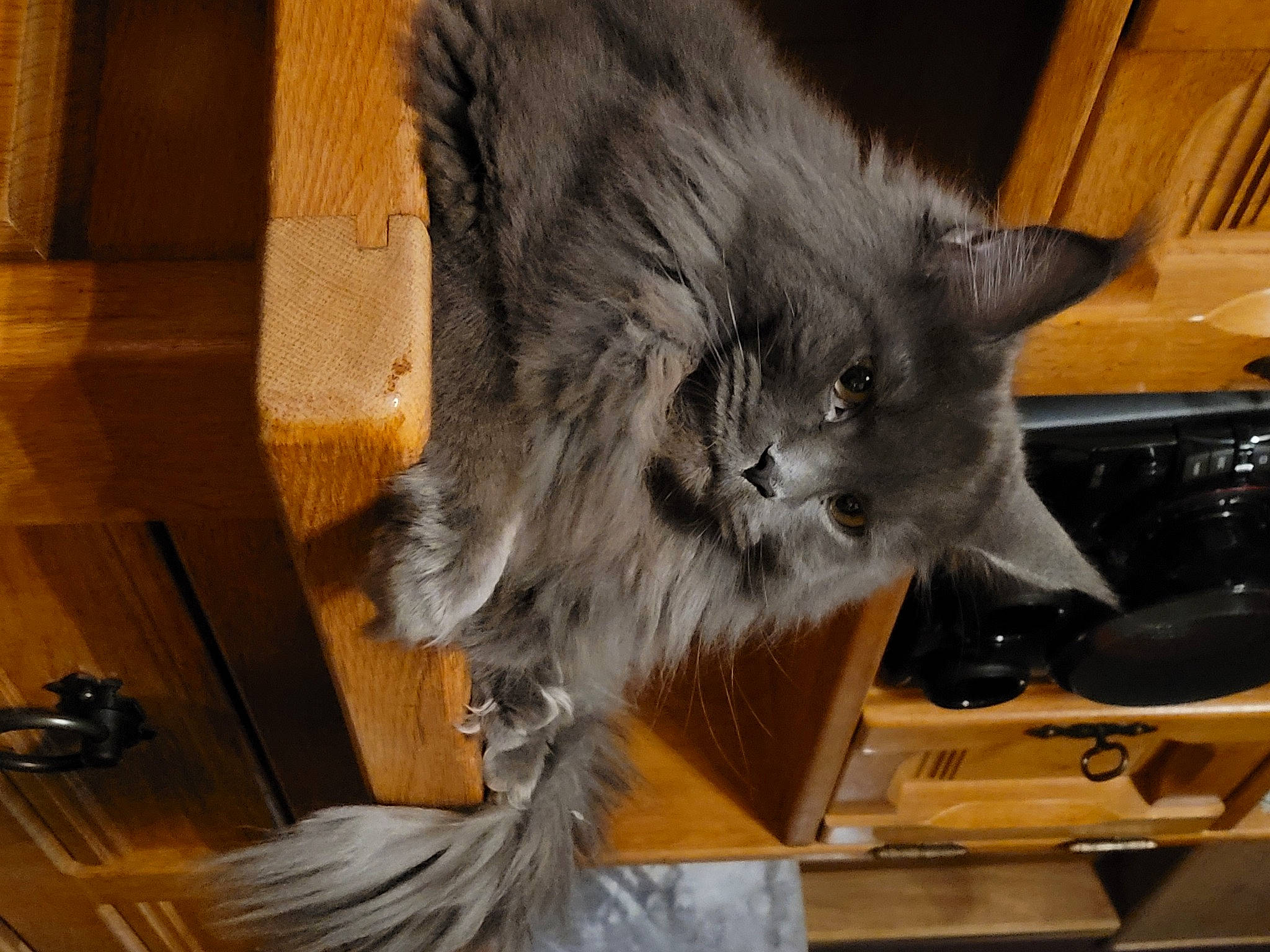 R'Mione participe au concours pour gagner de l'argent avec cette photo : box, british_longhair, carnivore, cat, claw, comfort, domestic_short_haired_cat, drawer, felidae, flooring, fur, grey, hardwood, paw, printer_tray, small_to_medium_sized_cats, snout, tail, whiskers, wood