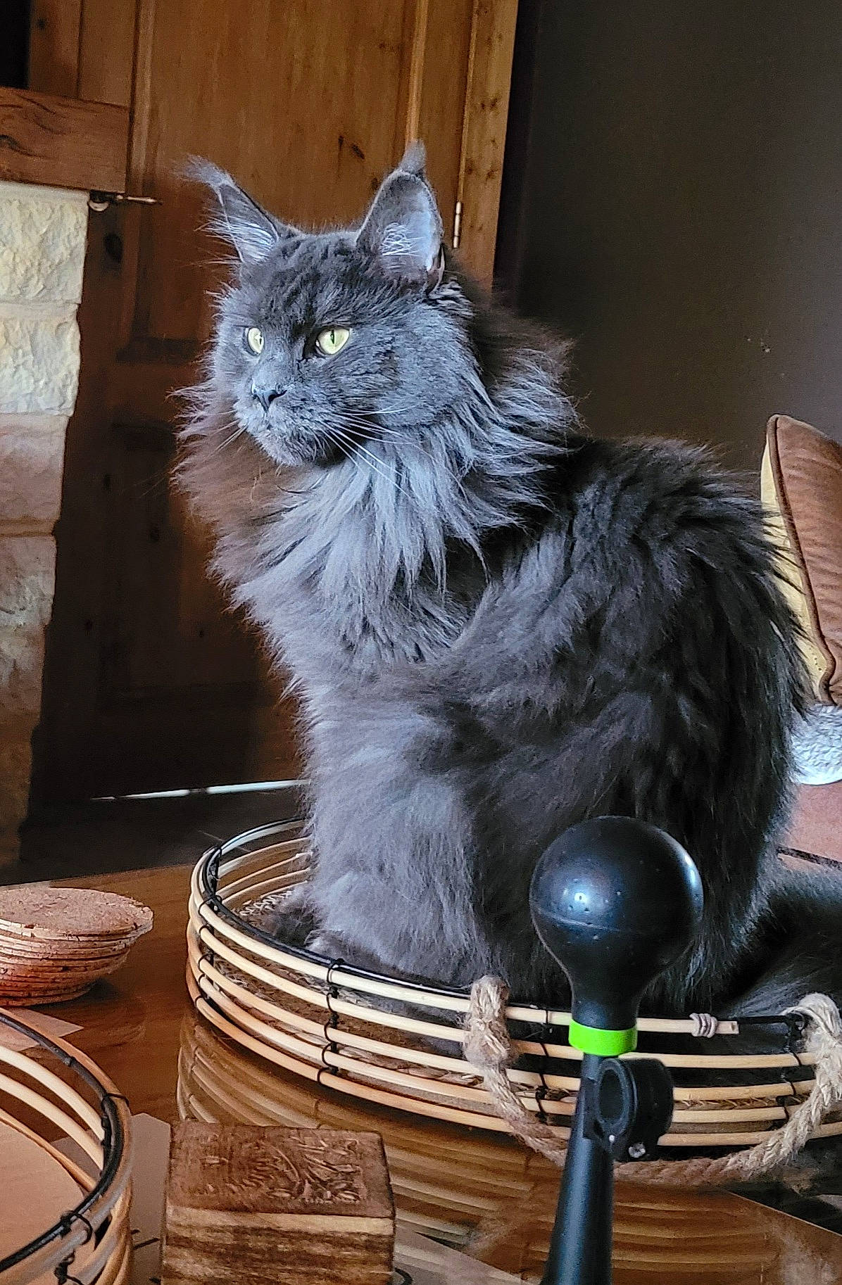 R'Mione a rejoint le concours — aidez-le/la à gagner de superbes lots ! art, british_longhair, carnivore, cat, domestic_short_haired_cat, electric_blue, felidae, fur, glass, hardwood, sitting, small_to_medium_sized_cats, tail, terrestrial_animal, whiskers, wood