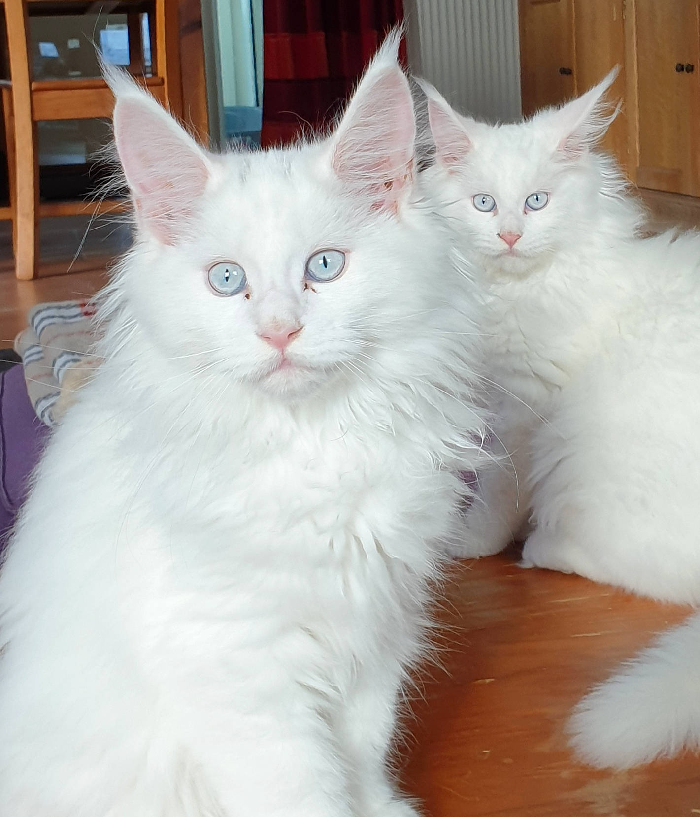 Penny Lane a rejoint le concours — aidez-le/la à gagner de superbes lots ! cabinetry, carnivore, cat, claw, comfort, domestic_short_haired_cat, felidae, fur, paw, sitting, small_to_medium_sized_cats, snout, tail, terrestrial_animal, whiskers, window