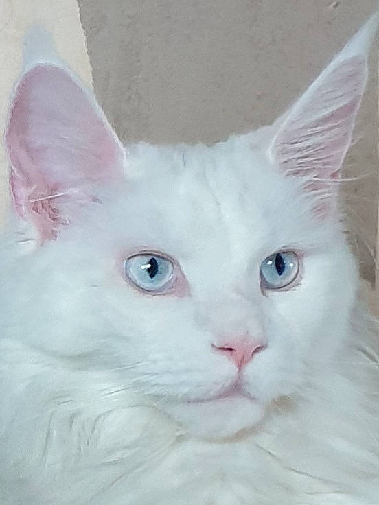 Penny Lane a rejoint le concours — aidez-le/la à gagner de superbes lots ! carnivore, cat, domestic_short_haired_cat, eye, felidae, fur, head, iris, small_to_medium_sized_cats, snout, tail, terrestrial_animal, whiskers