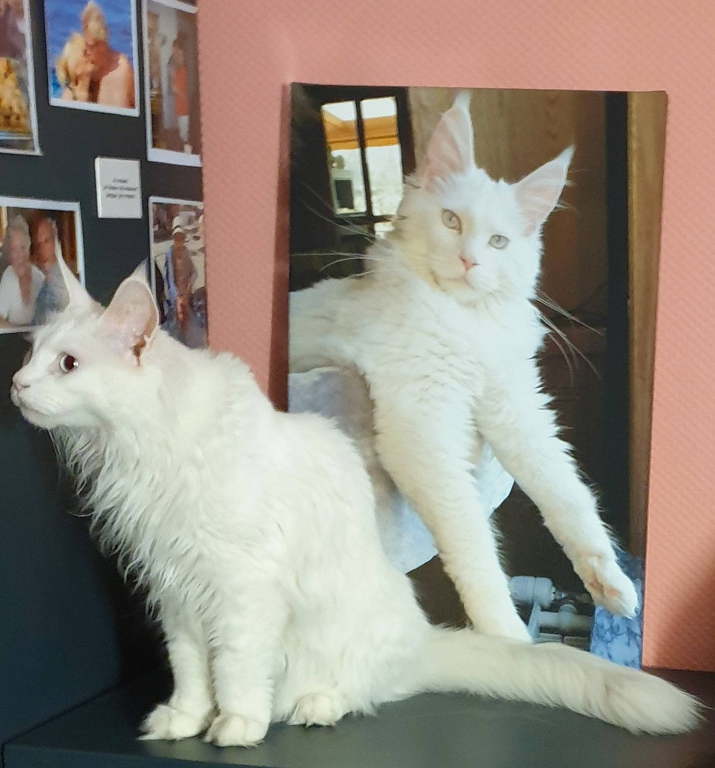 Penny Lane a rejoint le concours — aidez-le/la à gagner de superbes lots ! carnivore, cat, claw, comfort, domestic_short_haired_cat, fang, felidae, fixture, fur, paw, picture_frame, rectangle, small_to_medium_sized_cats, snout, tail, terrestrial_animal, whiskers, window