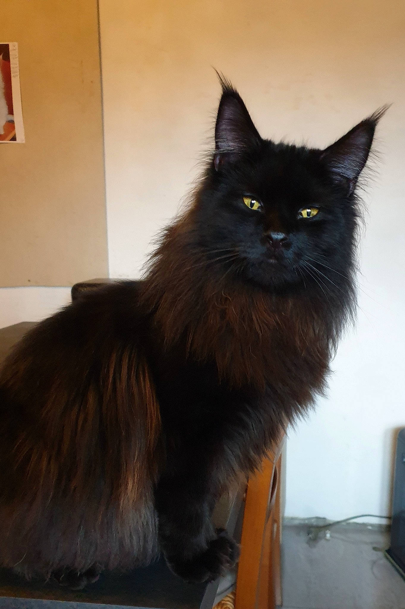 Potter participe au concours pour gagner de l'argent avec cette photo : black_cat, bombay, british_longhair, carnivore, cat, claw, felidae, fur, grey, liver, small_to_medium_sized_cats, tail, whiskers