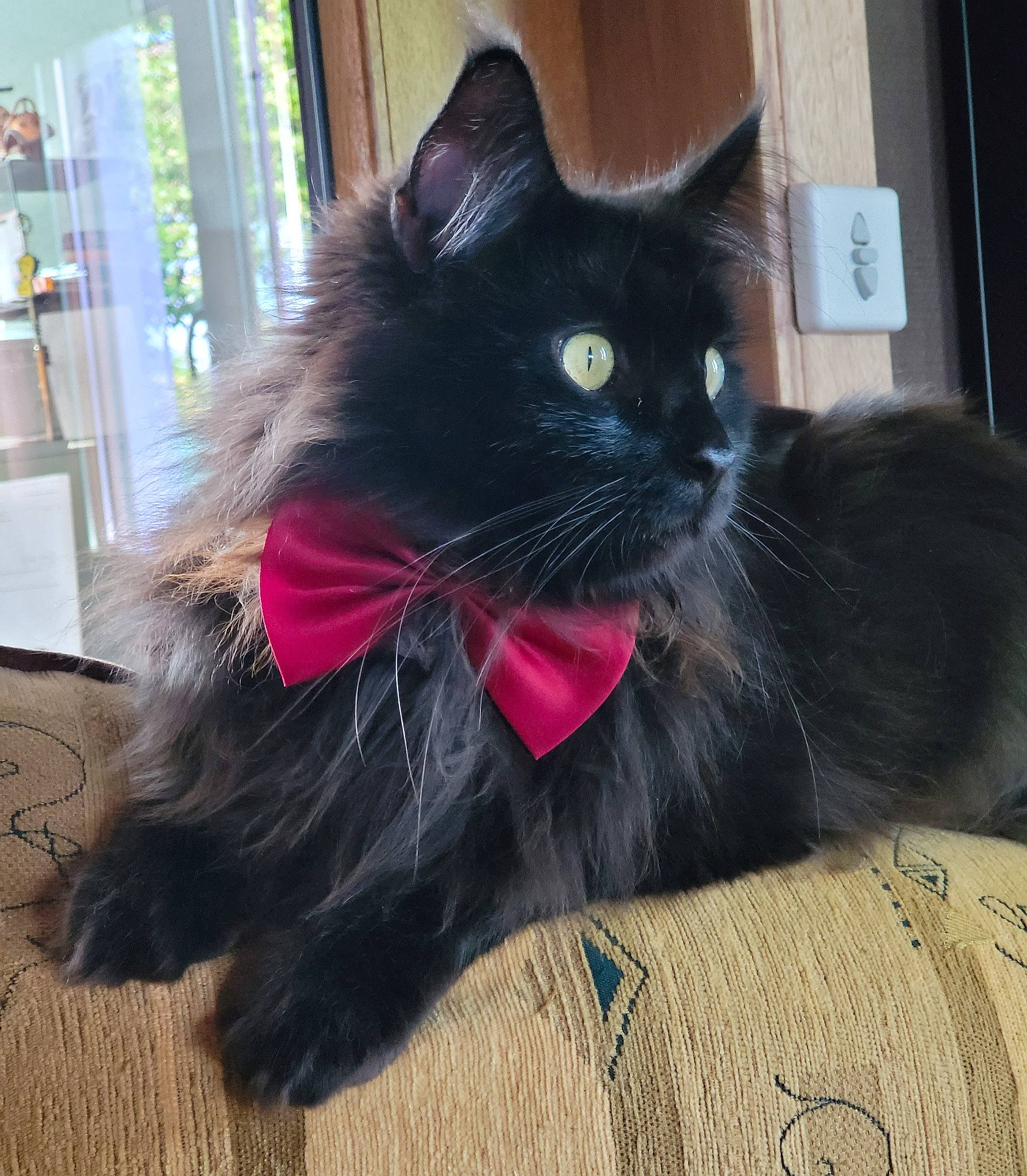 Potter a rejoint le concours — aidez-le/la à gagner de superbes lots ! black_cat, bombay, carnivore, cat, claw, collar, comfort, domestic_short_haired_cat, fashion_accessory, felidae, foot, fur, grey, paw, plant, small_to_medium_sized_cats, snout, tail, whiskers, window