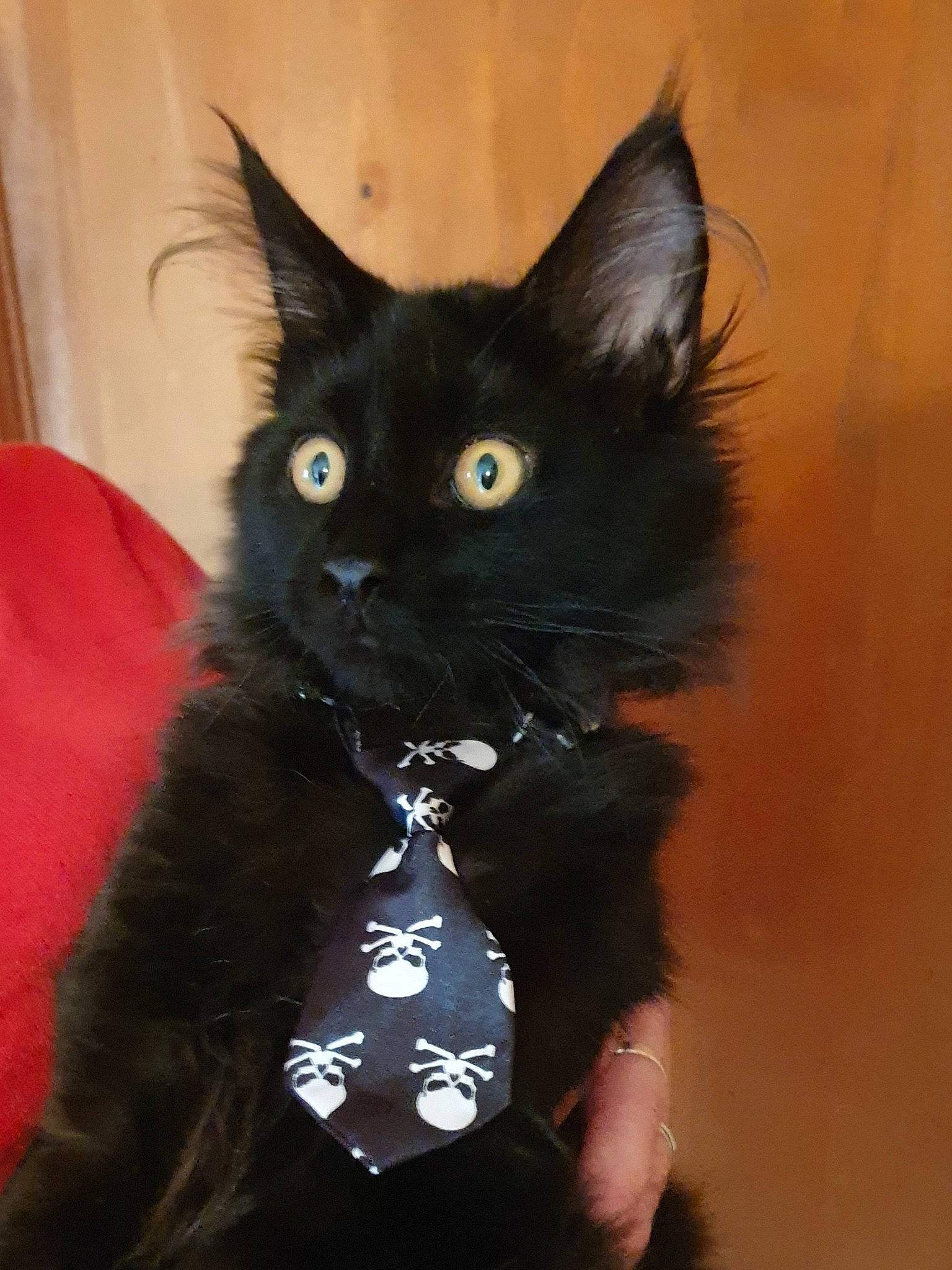 Potter participe au concours pour gagner de l'argent avec cette photo : black_cat, bombay, carnivore, cat, costume_accessory, domestic_short_haired_cat, electric_blue, fashion_accessory, felidae, fur, iris, pet_supply, small_to_medium_sized_cats, snout, tail, whiskers