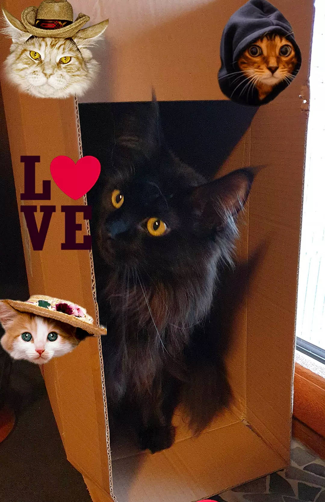 Potter a rejoint le concours — aidez-le/la à gagner de superbes lots ! black_cat, box, brown, cardboard, carnivore, cat, domestic_short_haired_cat, fashion_accessory, fawn, felidae, fur, grey, hat, mammal, room, small_to_medium_sized_cats, tail, vertebrate, whiskers, wood