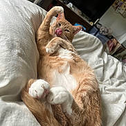 Horus is registered to the contest to win money with this photo: animal, bed, blanket, cat, cozy, curled_paws, cute, domestic_cat, feline, fur, home, indoor, orange_tabby, pet, relaxed, resting, sleepy, tongue_out, whiskers, white_paws