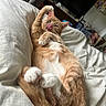 animal, bed, blanket, cat, cozy, curled_paws, cute, domestic_cat, feline, fur, home, indoor, orange_tabby, pet, relaxed, resting, sleepy, tongue_out, whiskers, white_paws