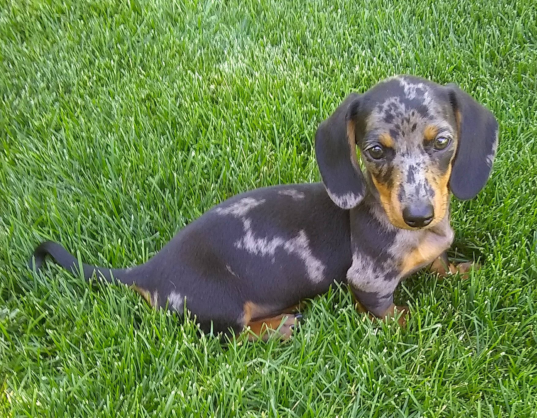 Cecil joined the competition — help win amazing prizes! canidae, carnivore, companion_dog, dachshund, dog, dog_breed, grass, hound, mammal, plant, puppy, rare_breed_dog, snout, vertebrate
