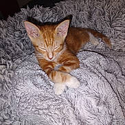 Ivy joined the competition — help win amazing prizes! kitten, cat, orange_tabby, sleeping, paws, crossed_paws, blanket, fluffy, cozy, resting, indoor, pet, fur, whiskers, cute, young_cat, relaxed, home, animal, sleep