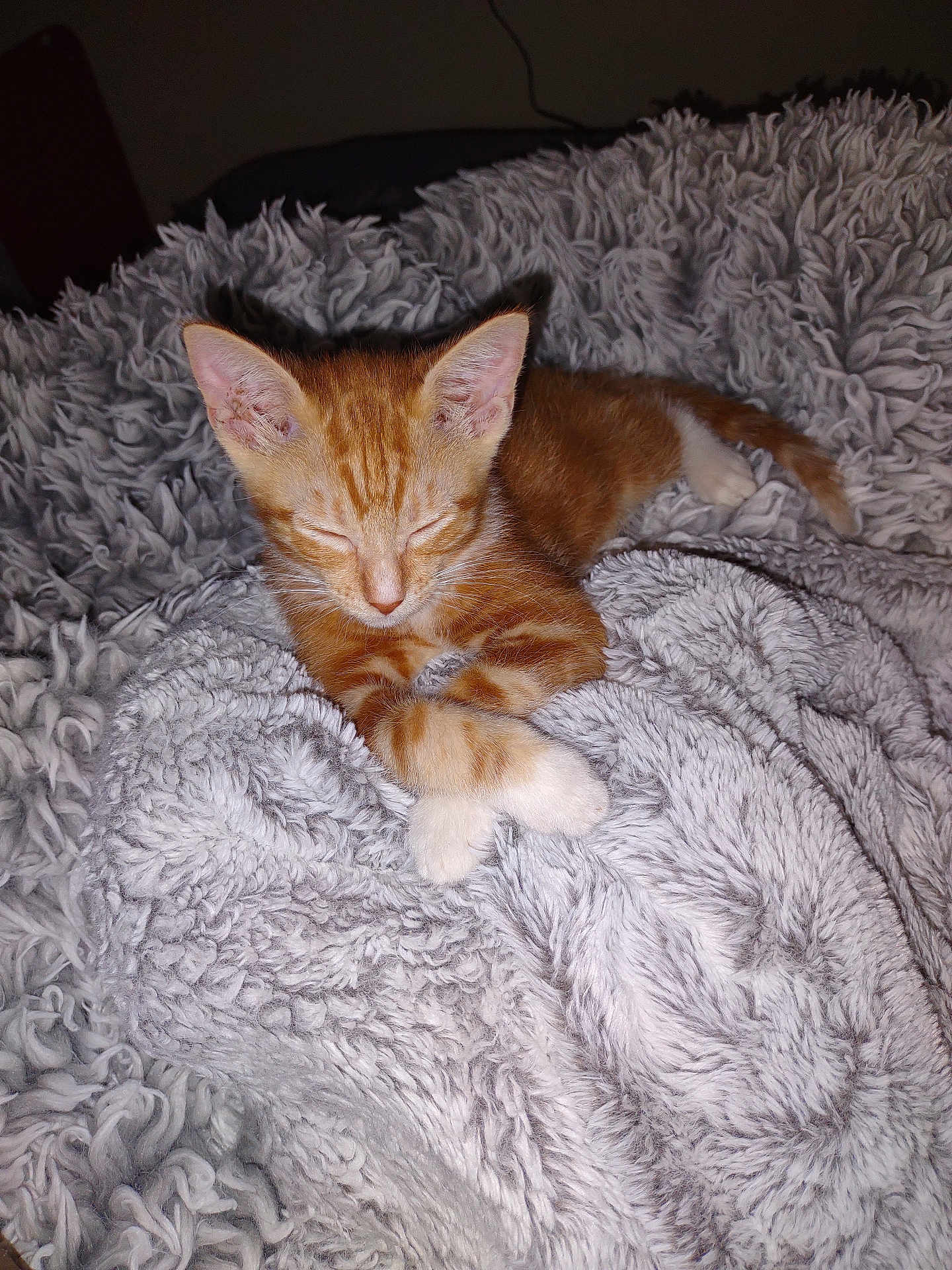 Ivy joined the competition — help win amazing prizes! kitten, cat, orange_tabby, sleeping, paws, crossed_paws, blanket, fluffy, cozy, resting, indoor, pet, fur, whiskers, cute, young_cat, relaxed, home, animal, sleep