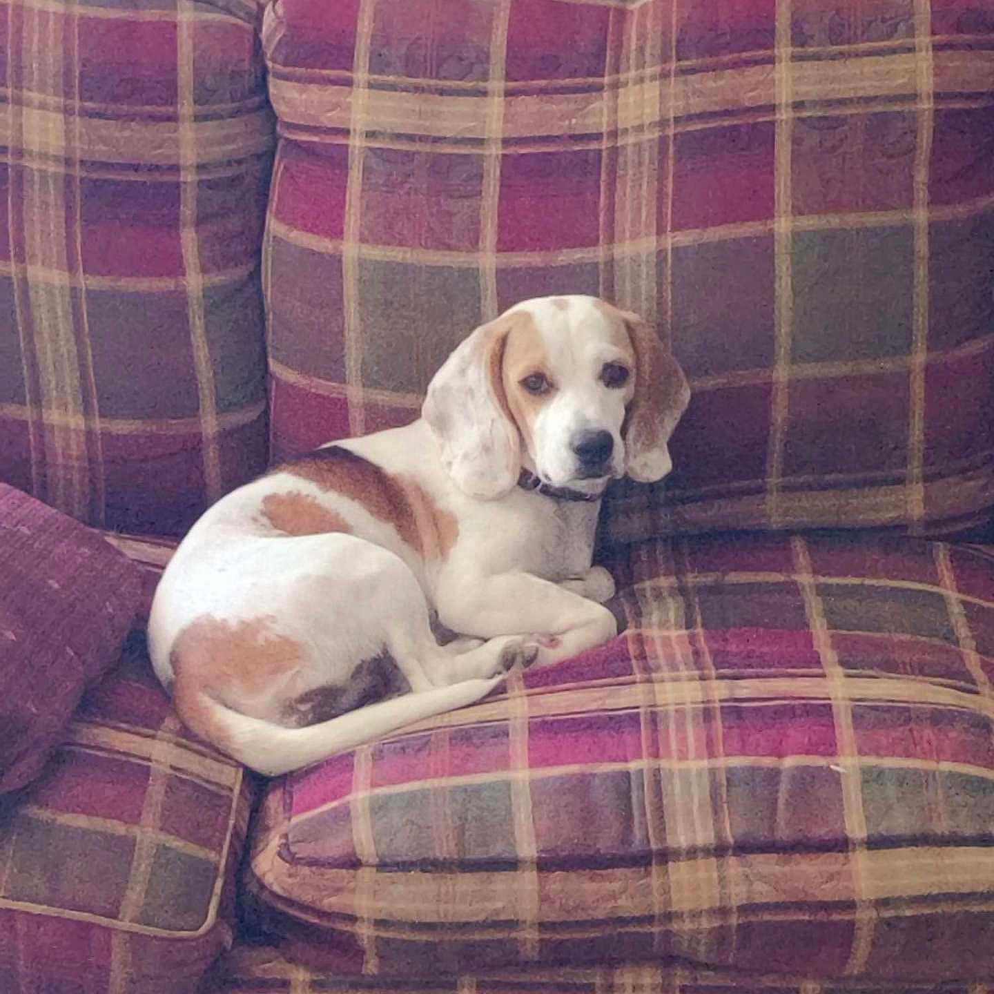 Sandy is registered to the contest to win money with this photo: animal, ball, beagle, canine, chair, couch, cushion, dog, furniture, homedecor, hound, indoors, interiordesign, person, pet, puppy, sleeping, sport, tape, tennis