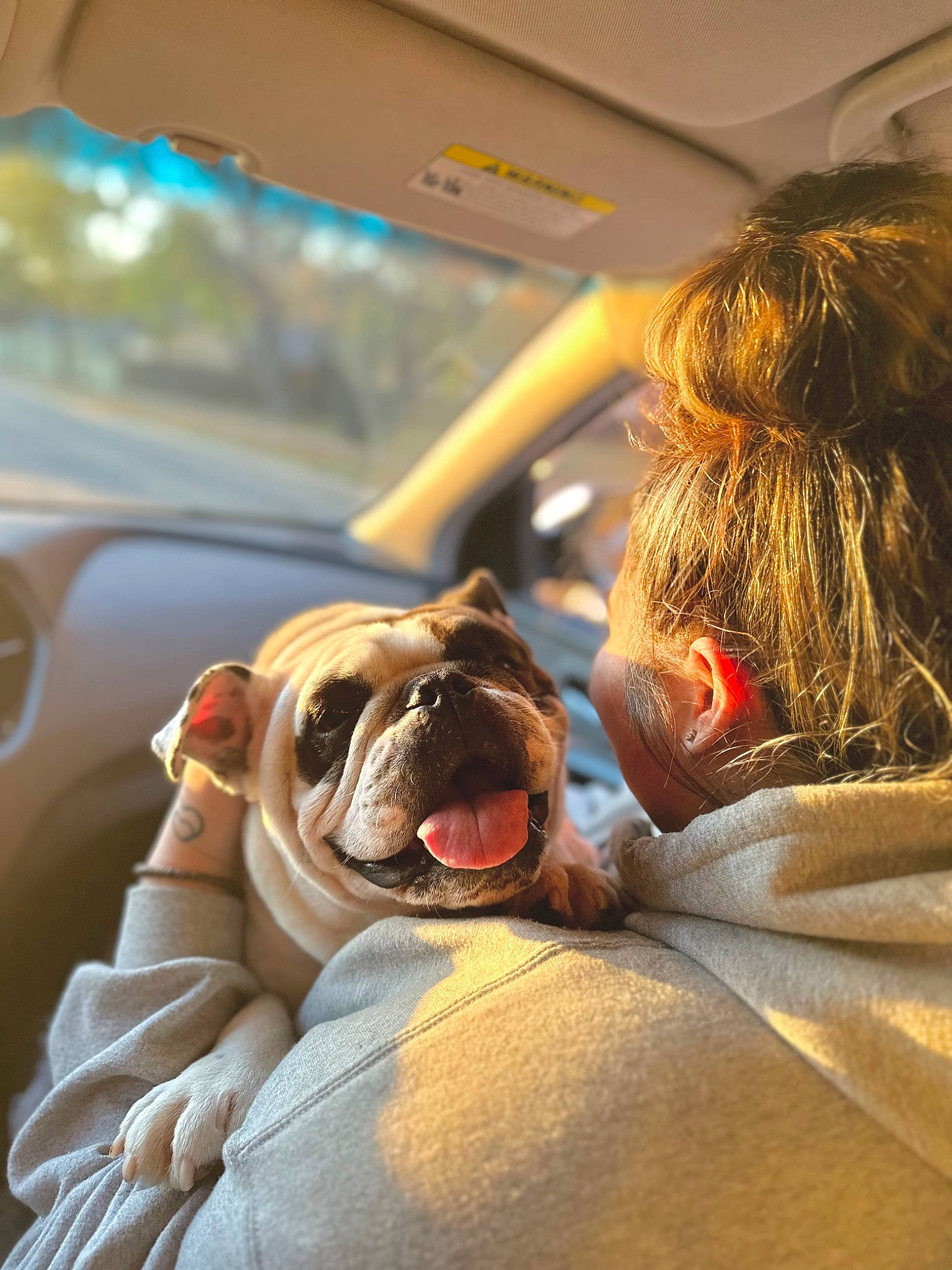 Chico joined the competition — help win amazing prizes! bulldog, canidae, carnivore, comfort, companion_dog, dog, dog_breed, eyewear, fawn, fun, fur, glasses, human_leg, snout, sporting_group, sunglasses, vehicle_door, whiskers, windshield, wrinkle