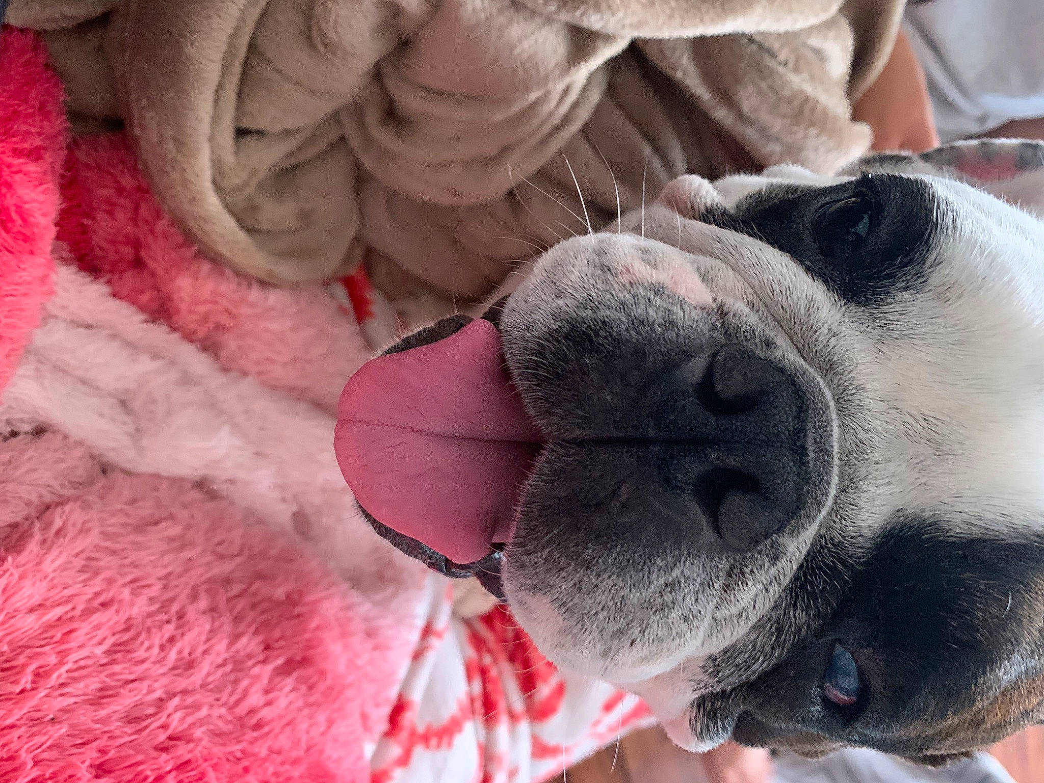 Chico joined the competition — help win amazing prizes! canidae, carnivore, close_up, collar, companion_dog, dog, dog_breed, dog_collar, dog_supply, ear, fawn, fur, leash, nose, snout, sporting_group, whiskers, white, working_animal, wrinkle