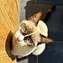 Bluey a rejoint le concours — aidez-le/la à gagner de superbes lots ! cat, blue_eyes, whiskers, fur, wooden_floor, tiles, sunlight, shadow, pet, animal, curious, close_up, indoor, mammal, looking_up, cute, domestic_cat, feline, portrait, soft_light