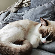 Bluey a rejoint le concours — aidez-le/la à gagner de superbes lots ! cat, sleeping, couch, pillow, blanket, indoor, pet, fur, cozy, relaxing, animal, home, plant, grey, soft, curled_up, domestic_cat, resting, feline, comfort