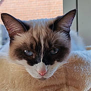 Bluey participe au concours pour gagner de l'argent avec cette photo : animal_portrait, blue_eyes, blurred_background, cat, close_up, cozy, domestic_animal, ears, feline, fluffy, fur, indoor, muzzle, pet, pink_nose, relaxed, resting, soft_surface, whiskers, window