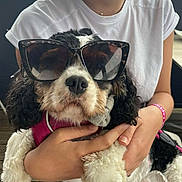 Thaïs a rejoint le concours — aidez-le/la à gagner de superbes lots ! accessories, animal, ball, canine, clothing, cockerspaniel, dog, face, glasses, head, person, pet, photography, poodle, portrait, puppy, sitting, sunglasses, t_shirt, wristwatch