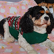 Thaïs participe au concours pour gagner de l'argent avec cette photo : dog, cavalier_king_charles_spaniel, pet, sweater, indoor, blanket, pink, cloud_pattern, moon_pattern, fur, curly_hair, lying_down, cozy, cute, animal, companion, portrait, soft_texture, warm, comfortable