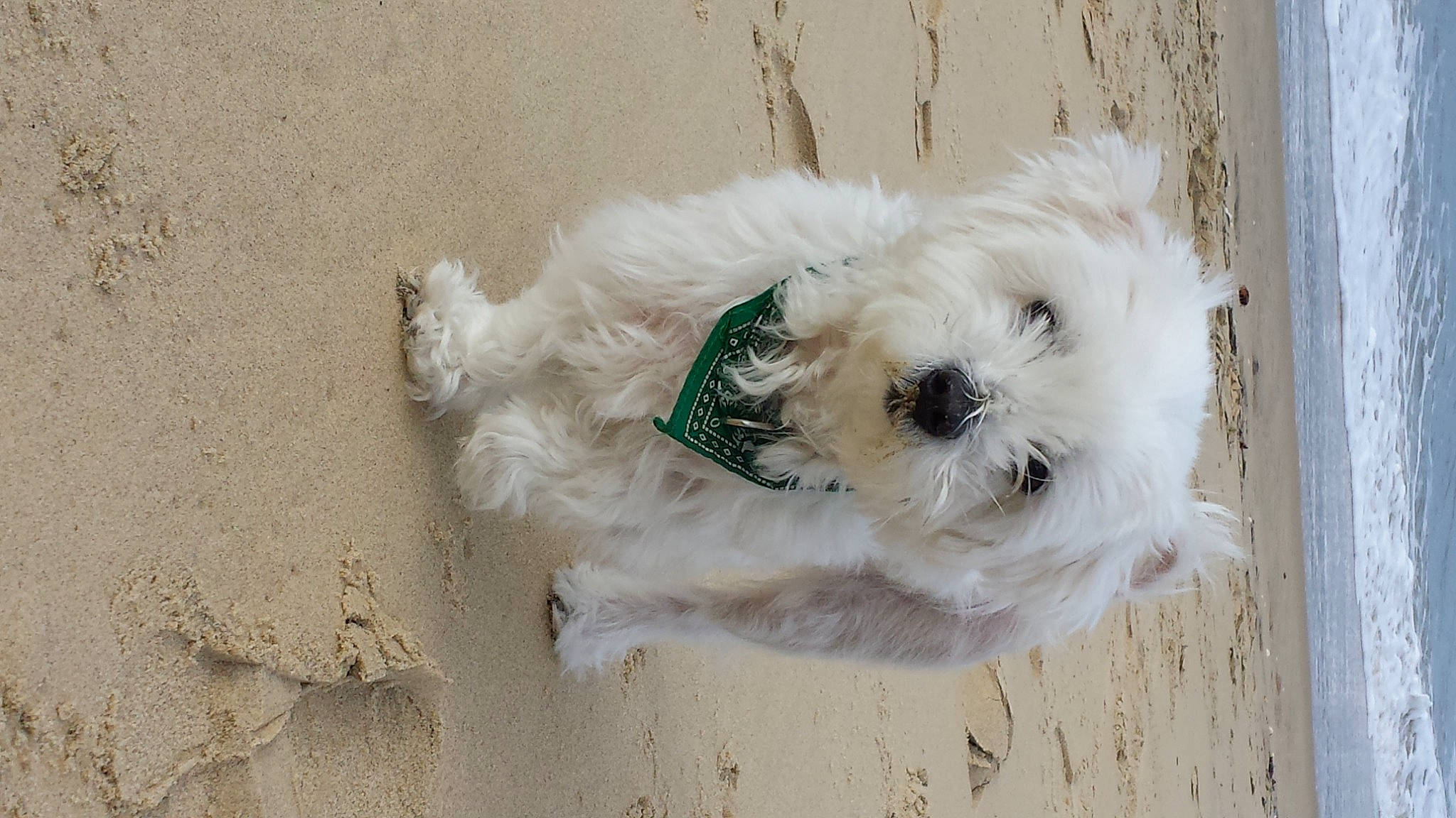 Chanel a rejoint le concours — aidez-le/la à gagner de superbes lots ! canidae, carnivore, collar, companion_dog, dog, dog_breed, dog_clothes, dog_collar, dog_supply, fawn, fur, leash, pet_supply, small_terrier, snout, sporting_group, sunglasses, terrier, toy_dog, working_animal